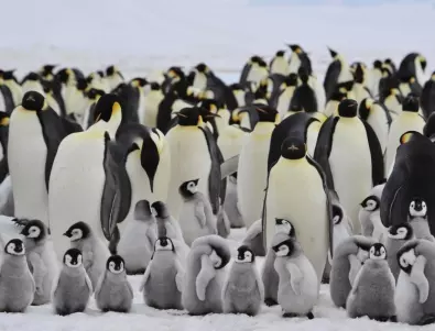 41-годишен пингвин е най-възрастният от вида си в света