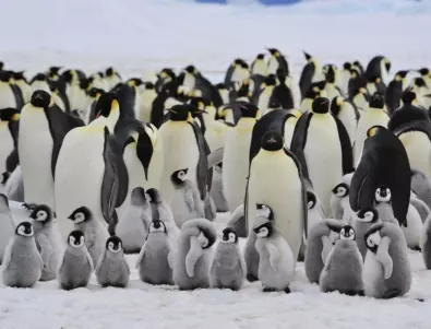 18 любопитни факта за пингвините 