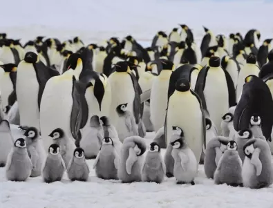 Антарктическият императорски пингвин е вече застрашен вид 