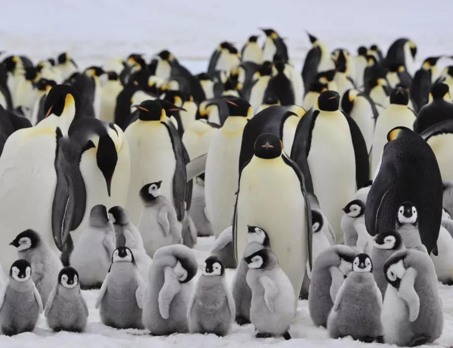 Невиждано досега: 2000 мъртви пингвини изхвърлени на уругвайския бряг (ВИДЕО)