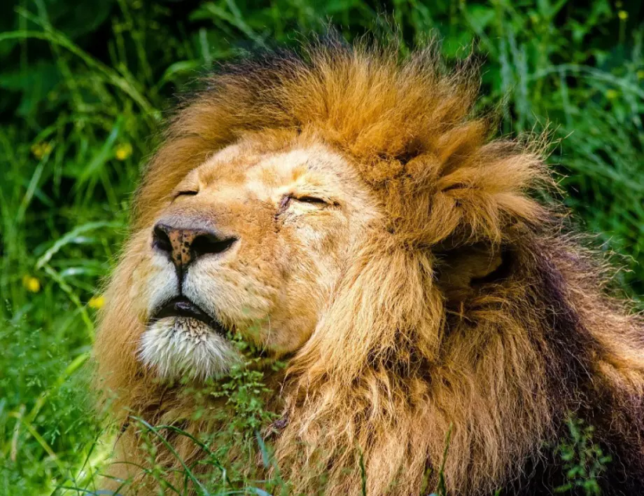 15 факта за лъвовете, които трябва да знаете