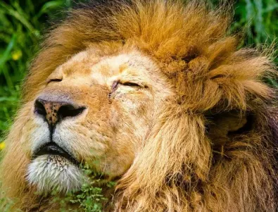 Горила и лъвове в зоопарка в Прага с положителни тестове за коронавирус