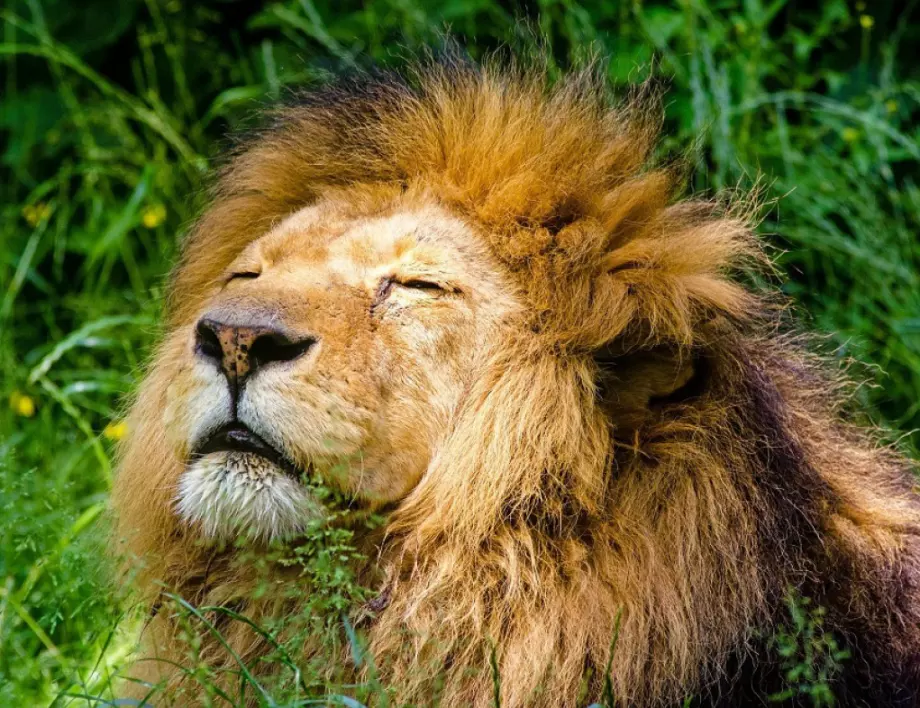 10 основни грешки на зодия Лъв, които често му изяждат главата в любовта