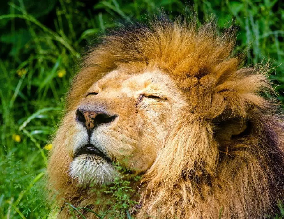 Кои зодии обичат да дърпат лъва за опашката?