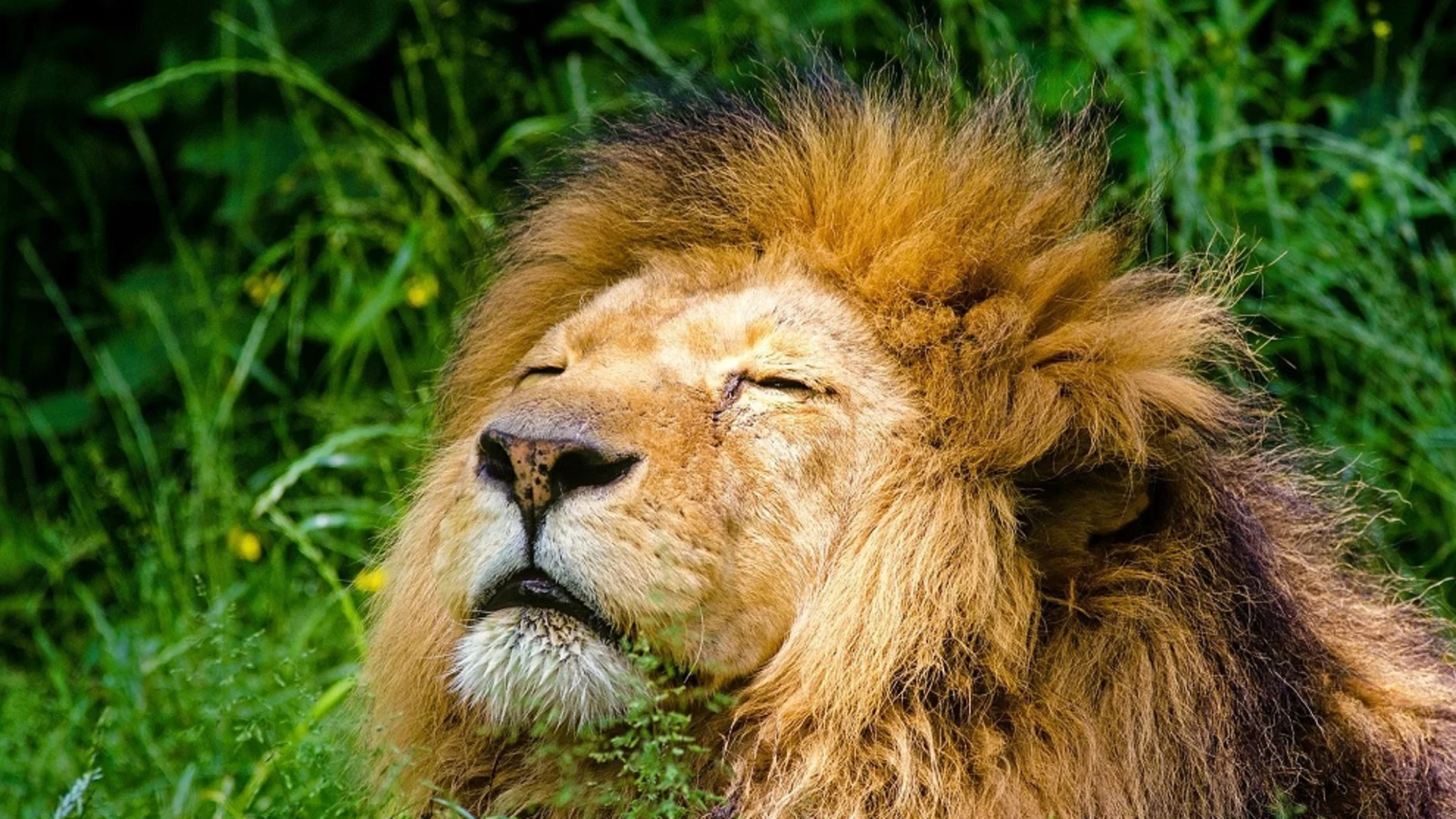 Лъв нападна и уби човек в Кения (ВИДЕО)