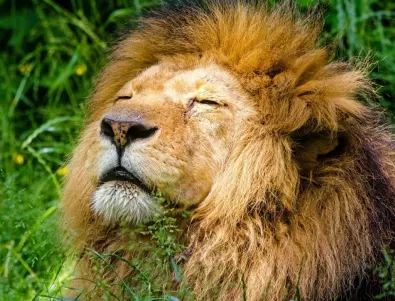 Лъв нападна и уби човек в Кения (ВИДЕО)