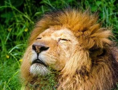 Кои зодии дразнят най-много Лъва - постоянно го дърпат за опашката!