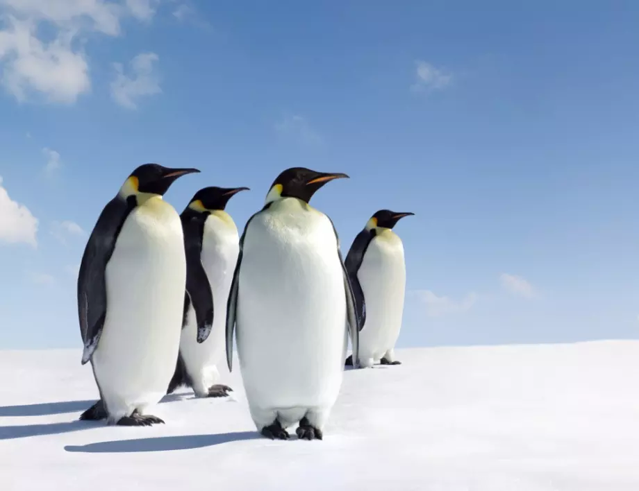 Пингвините заели мястото на динозаврите в еволюцията?