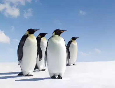 Как пингвините се различават?