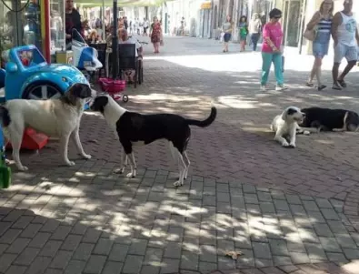 24 бездомни кучета са уловени в община Асеновград