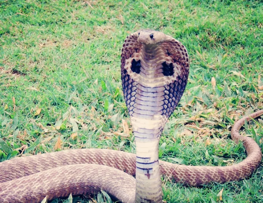 В канализацията на тайландско село уловена кобра-гигант (ВИДЕО)