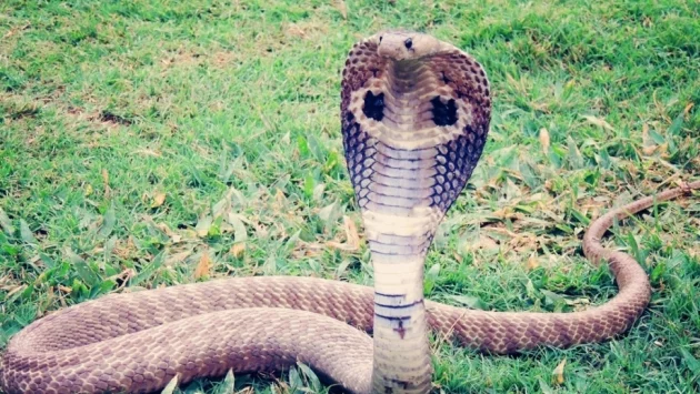 Избягала кобра наложи евакуация в Германия