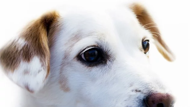 4-те най-лоялни ЗОДИИ