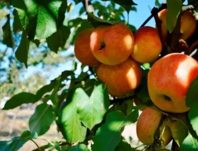 Как да засадим и отгледаме колонни ябълкови дървета в градината си