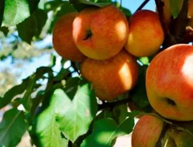 Любителите на най-полезния плод – ябълката, празнуваха в русенско село 