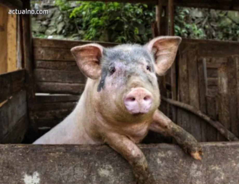 В четири общини в Русенско се изплащат помощи за чумата по свинете