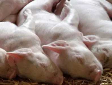 ЕК премахва част от ограниченията за свинско месо за 5 области у нас 