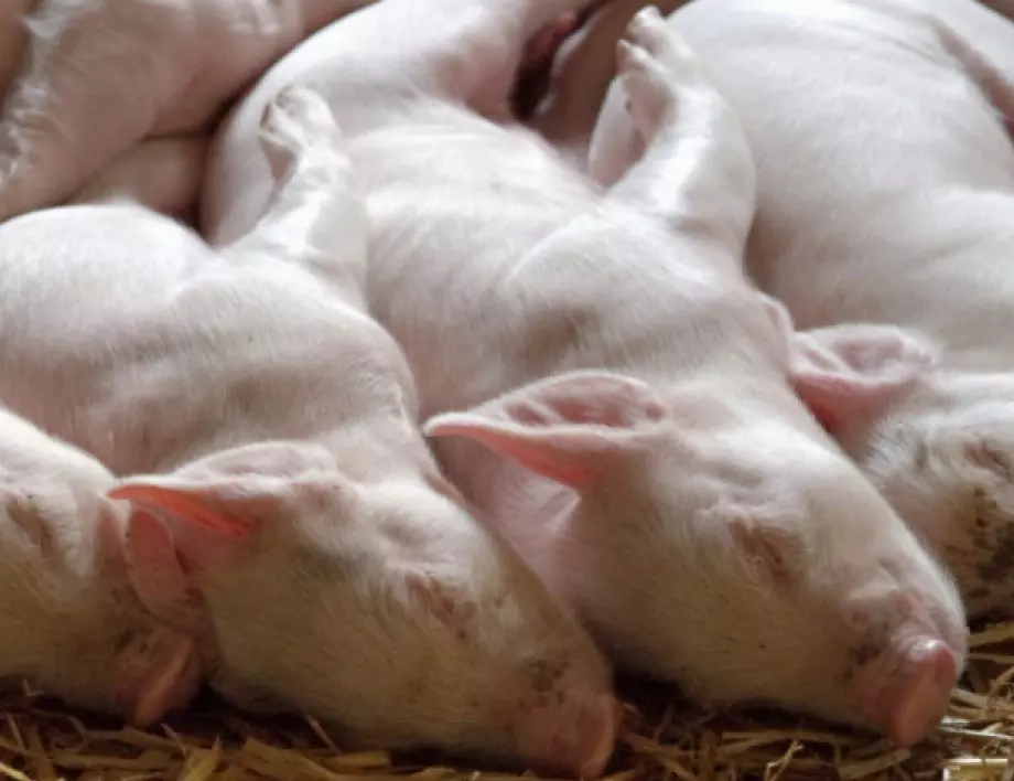 Свиневъди настояват за спешна среща със земеделския министър 
