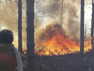 Пожари са погълнали 935 дка гори в Североизтока от началото на годината