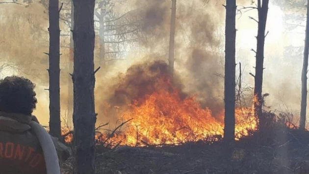 Спират тока в 36 окръга на Калифорния заради пожарите