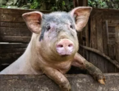 Африканска чума по свинете: Умъртвиха 22 животни в Монтанско