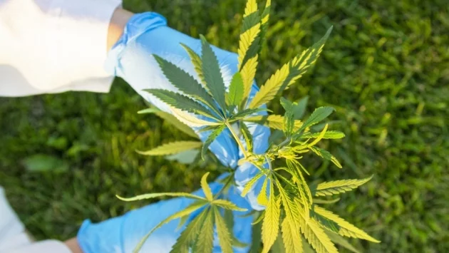 Албания ще легализира марихуаната за медицински цели 
