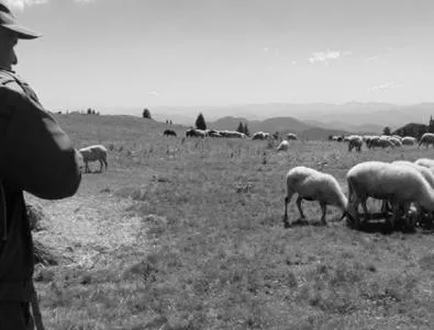 Невероятно, но факт: Овчари в Пловдивско са си получавали заплатата в долари през соца