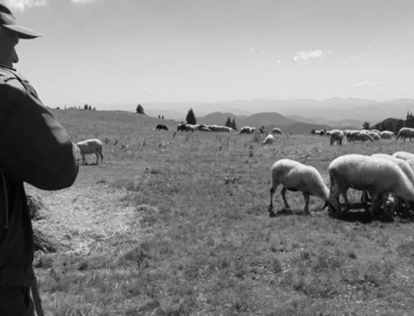 Невероятно, но факт: Овчари в Пловдивско са си получавали заплатата в долари през соца