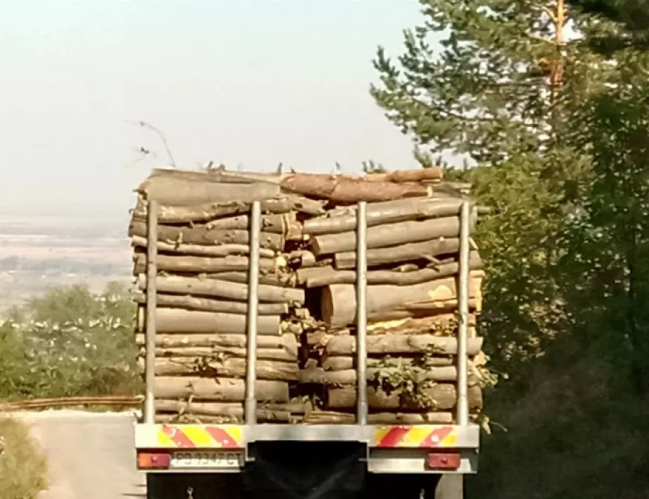 За 150 млн. лева е нелегалният дърводобив у нас през 2019 г.