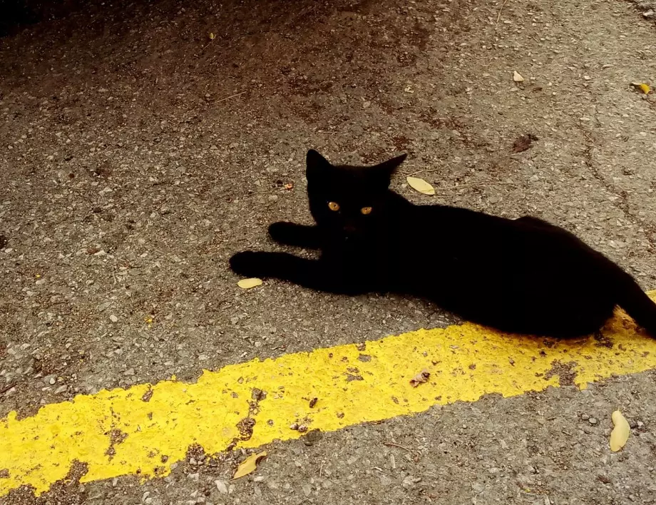 Знаете ли откъде тръгва митът за черните котки?