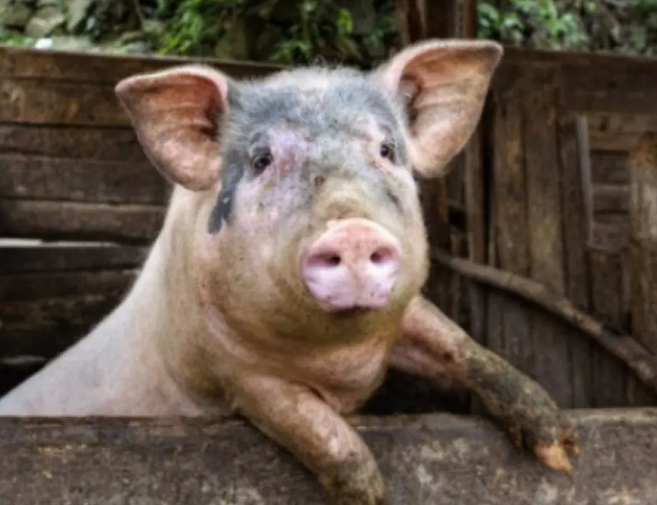Гризачи са вероятната причина за африканска чума в шуменския свинекомплекс
