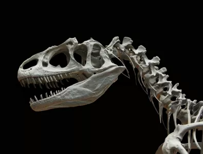 Откриха останките на нов хищен динозавър 