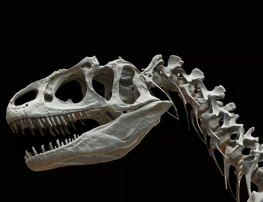 Откриха останки на най-големия динозавър 