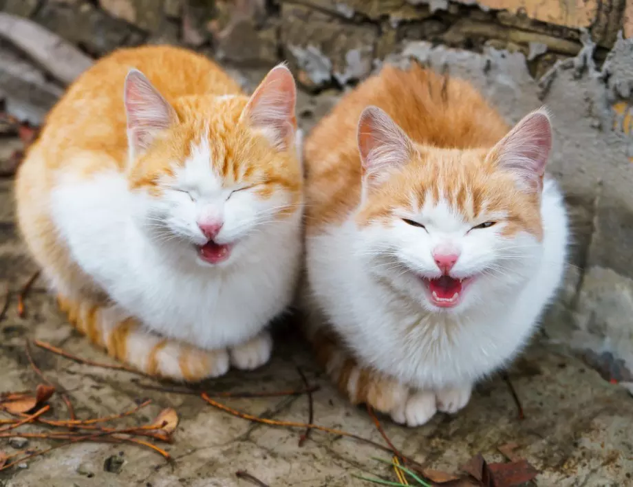 Нидерландия възнамерява да съди собственици на домашни котки, ловуващи диви животни