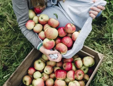 Ако искате ябълките да останат свежи и пресни до пролетта, съхранявайте ги по този начин 