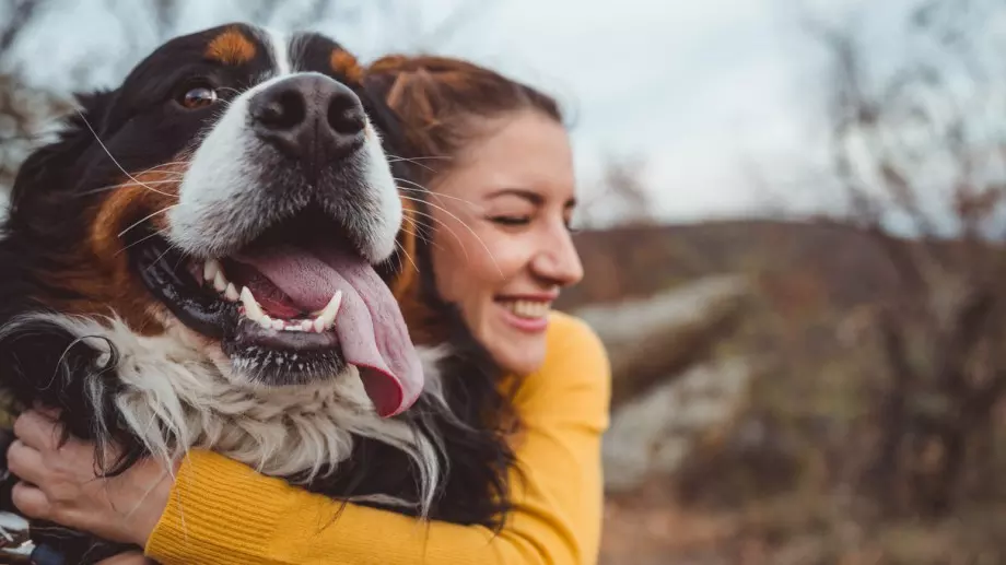 60-килограмов санбернар избяга от стопаните си, няма да повярвате къде го намериха
