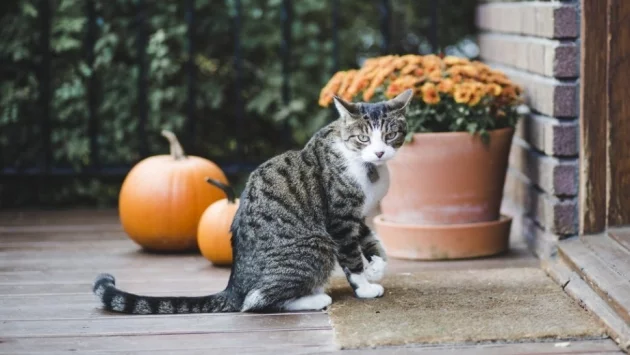 Котките не са полезни за мъжете