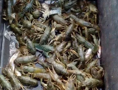 Незаконен улов на раци в Мандренското езеро