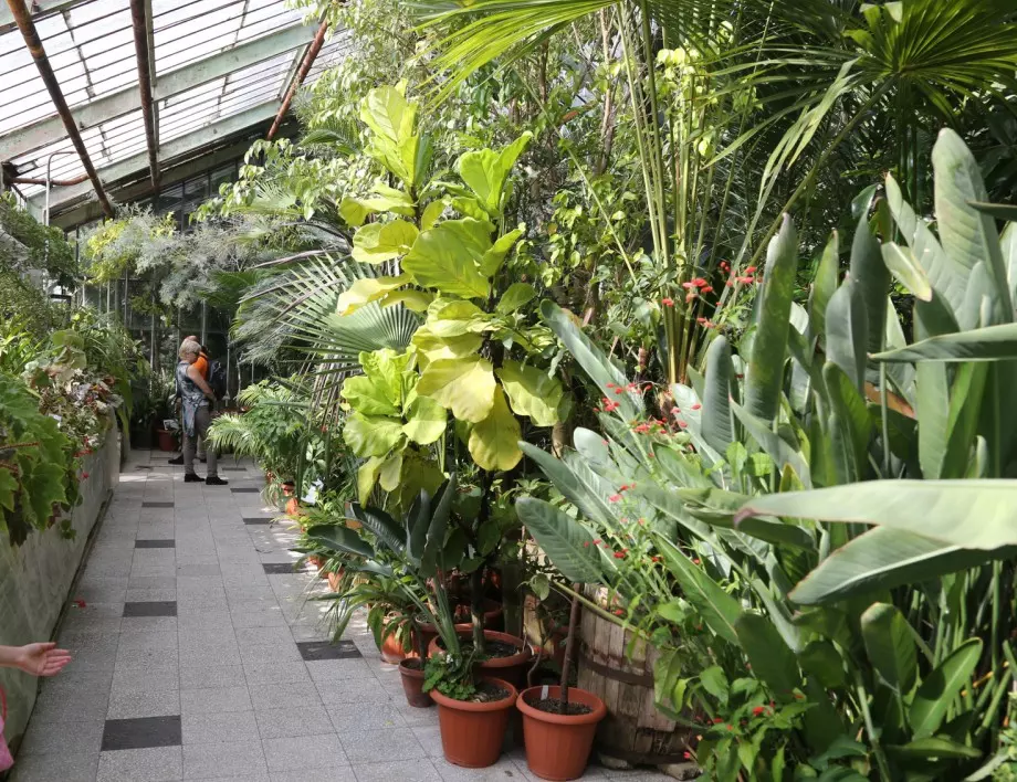 БАН: Ботаническата градина цъфти заради топлото време 