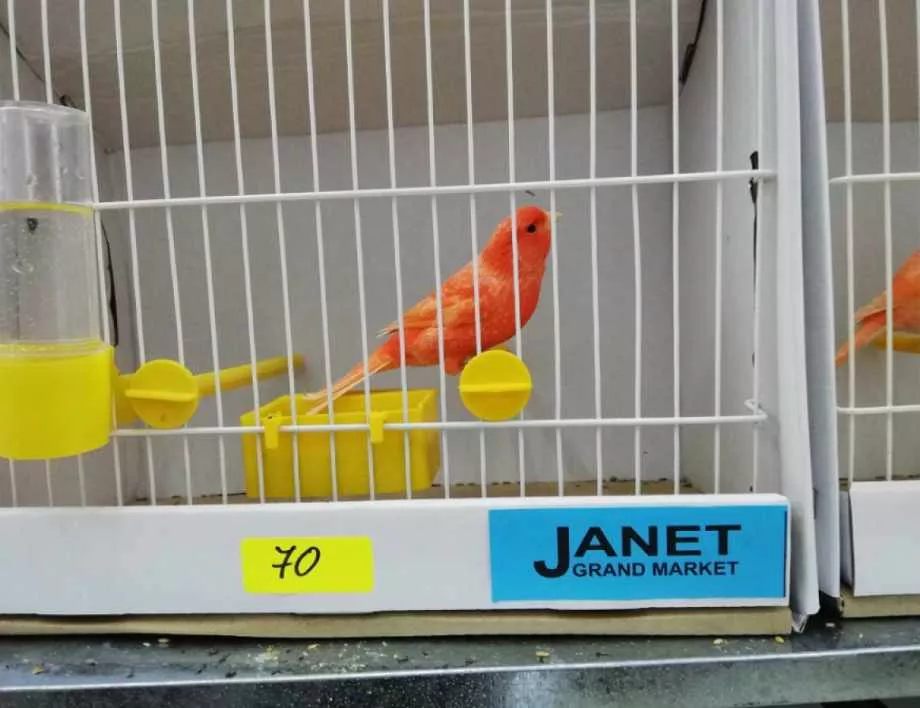 Изложба на канарчета в Бургас събира селекционери и почитатели на различни породи пернати