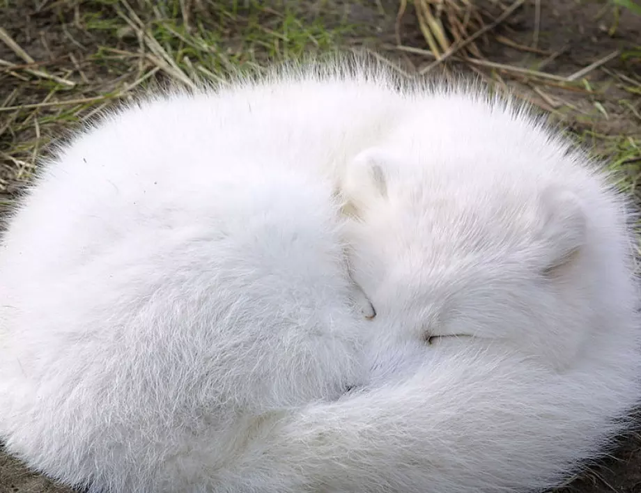  Сибирски учени развъждат лисици за домашни любимци 