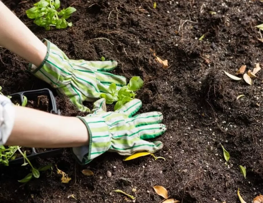 Подхранете почвата с мая и вижте бързи резултати! 