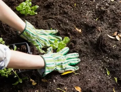 Защо задължително да наръсим почвата с тази кулинарна съставка? Всеки градинар трябва да го знае! 