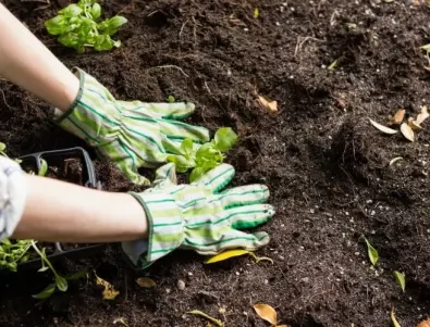 Кои са най-добрите средства за мулчиране на почвата в градината?