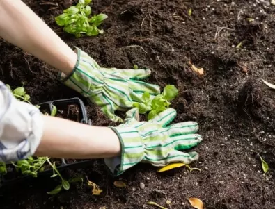 Методи, за да подобрите ПОЧВАТА във вашата градина: Градинарите споделят
