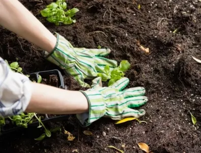 5 безопасни начина за овлажняване на растенията, без да се налага редовно поливане