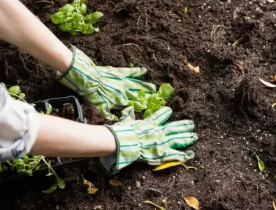 Защо е важно опазването на почвата в градината?