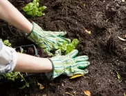 Не използвайте тези торове през есента - ще съсипете почвата и растенията