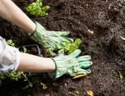 Как се мулчира в градината – ще ви предпази от плевелите