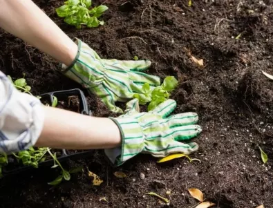 Без копаене на градината през есента - ето какво слагат опитните градинари, за да е рохка и плодородна почвата
